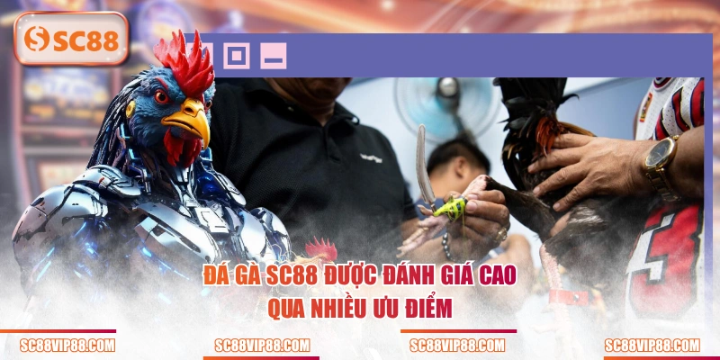 Đá Gà SC88 được đánh giá cao qua nhiều ưu điểm