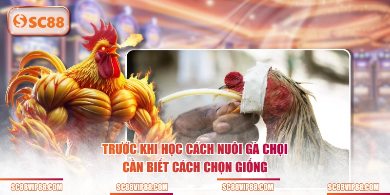 Trước khi học cách nuôi gà chọi cần biết cách chọn giống