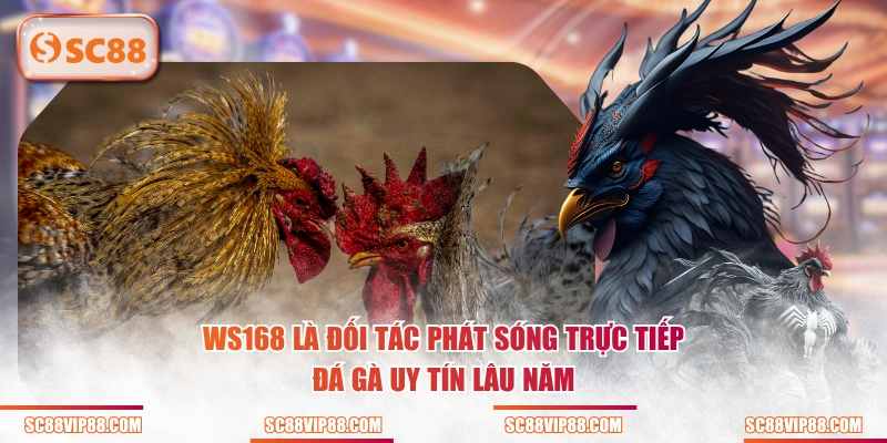 WS168 là đối tác phát sóng trực tiếp đá gà uy tín lâu năm